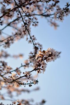 some white flowers on a tree branch with blue sky in the background