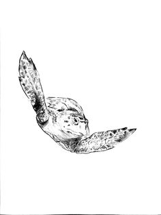 a black and white drawing of a sea turtle