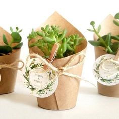 three small pots with succulents in them tied to twine paper bags