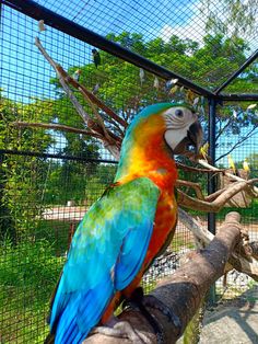 a colorful parrot sitting on top of a tree branch next to a caged area