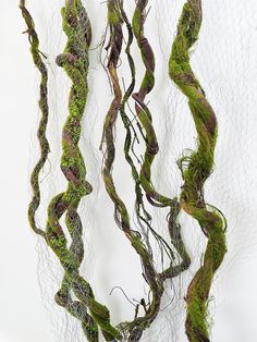 moss growing on the side of a wire wall hanging from it's sides in front of a white background