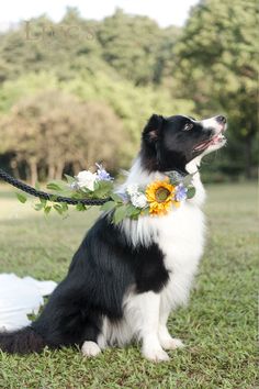 a black and white dog sitting in the grass with a flower crown on it's neck