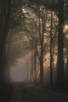 sunbeams shine through the trees in a forest on a foggy day with benches