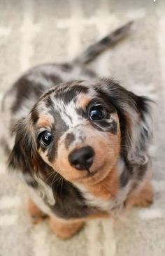 a small brown and black dog sitting on top of a carpet