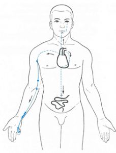 Herz-Meridiane Body Meridians, Shiatsu Massage Acupressure, Shiatsu Massage, Female Anatomy, Reflexology, Acupressure, Massage Oil, Physical Therapy, Anatomy