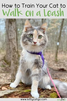 a cat sitting on top of a tree stump wearing a purple leash with the words how to train your cat to walk on a leash