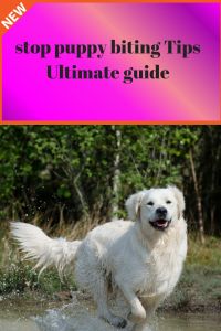 a white dog running through water with the caption stop puppy biting tips ultimate guide