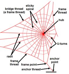 a diagram showing the structure of a spider web