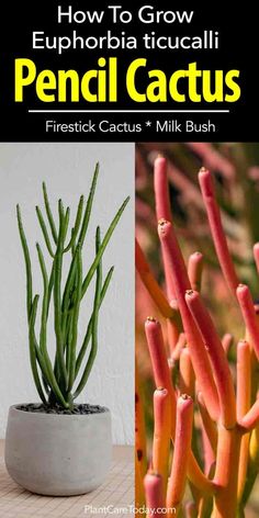 how to grow euphobia ticualii pencil cactus and milk bush