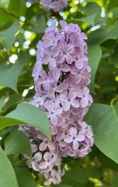 purple flowers are blooming on the tree