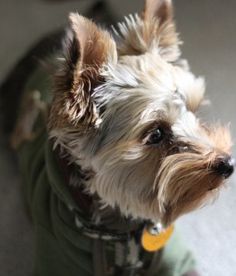 a small dog wearing a green shirt and yellow tag sitting on the floor looking up