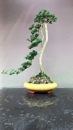 a bonsai tree in a yellow bowl on a table