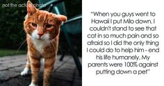 an orange and white cat standing on top of a sidewalk next to a park bench