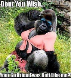 a gorilla is sitting on its back with the caption'que sufran las envidiosas porque cada da