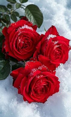 three red roses sitting on top of snow covered ground