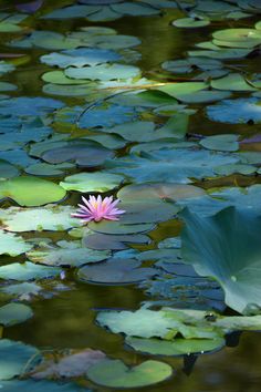 a pink flower floating on top of water surrounded by lily pads