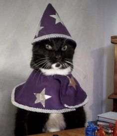 a black and white cat wearing a purple hat with stars on it's side