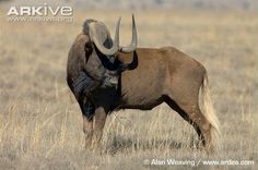 an animal with large horns standing in the grass