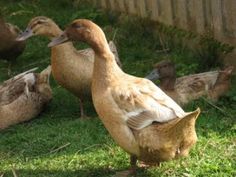 several ducks are walking around in the grass