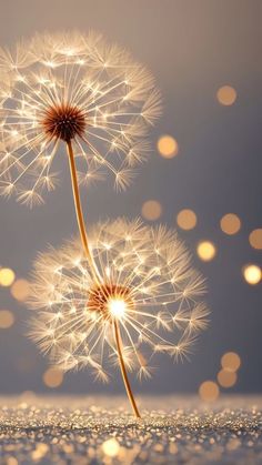 two dandelions are blowing in the wind