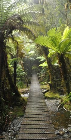 a wooden walkway in the middle of a forest with lots of trees and ferns on both sides