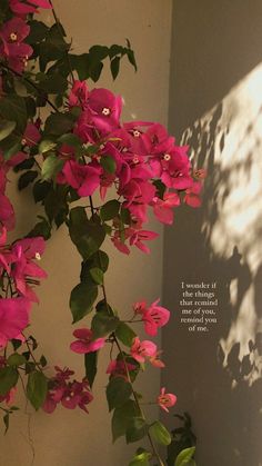 pink flowers are growing on the side of a wall