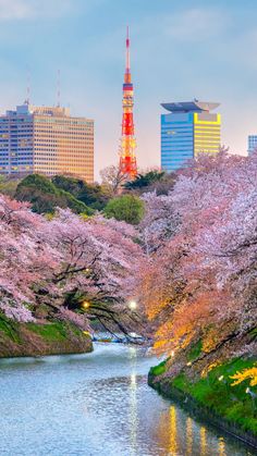 cherry blossoms are blooming along the river in front of tall buildings and skyscrapers