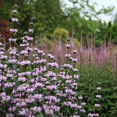 purple flowers are in the foreground with trees in the background