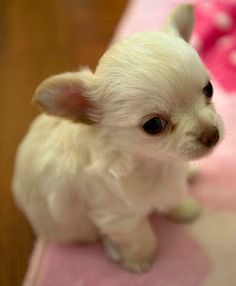 a small white dog sitting on top of a pink blanket