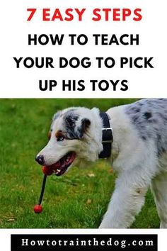 7 Easy Steps to Teach Your Dog to Pick up His Toys Deaf Dog Training, Confidence Building Exercises, Kiss Cat, Cat 2023, Cat Yawning, Train Dog, Service Dogs Gear, House Training Puppies