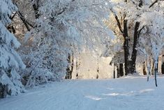 a person on skis in the snow near trees