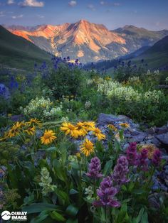 wildflowers and other flowers in the foreground with mountains in the background