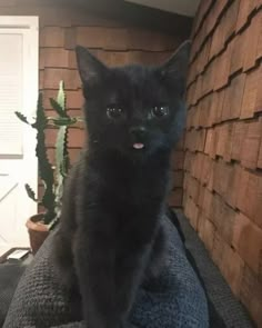 a small black kitten sitting on top of a couch next to a cactus and potted plant