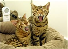 two cats sitting in a cat bed with their mouths open