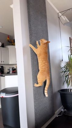 an orange cat is hanging on the wall