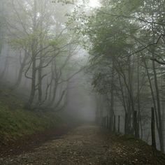 a dirt road surrounded by trees and fog