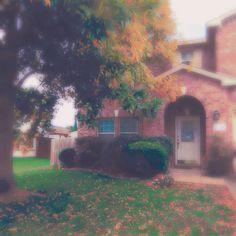 a house with a tree in front of it and bushes on the lawn next to it