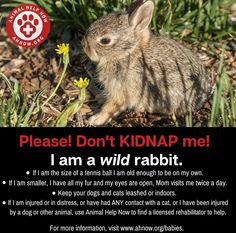 a rabbit is sitting in the dirt near flowers