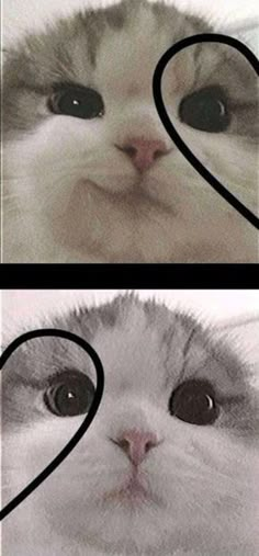 two pictures with the same cat's face and one has hearts drawn on it