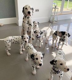 a group of dalmatian puppies standing in a room next to each other