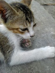 a small kitten laying on the ground with it's eyes closed and its paw stretched out