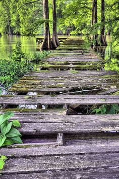 an old wooden bridge in the middle of a swampy area with trees and water