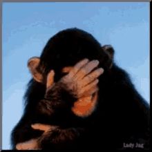 Laughing Chimp GIF - Laughing Chimp Giggle GIFs Regnul Animal, Funny Emoticons, A Monkey, Love Images, Animal Gifs, Funny Images