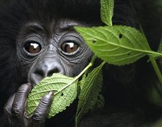 a close up of a monkey with leaves in front of it's face and eyes