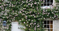 pink flowers growing on the side of a building with a white door and window frame