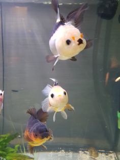 three goldfish swimming in an aquarium next to each other