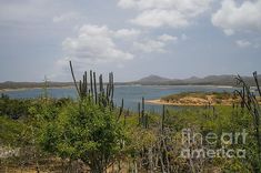 cactus trees in the foreground with water and mountains in the background