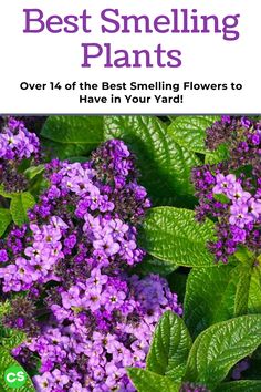 Plants That Smell Good Outdoor, Bluebell Garden, Fragrant Flowers Garden, Best Smelling Flowers, Flowers Bush, Perennial Garden Plans, Sweet Smelling Flowers, Summer Flowers Garden, Smelling Flowers