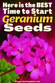 pink geranium flowers with the words here is the best time to start geranium seeds