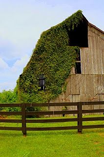 an old barn covered in green plants next to a wooden fence